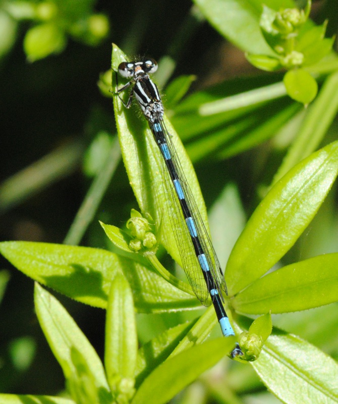 Identificazione: Coenagrion mercuriale castellani